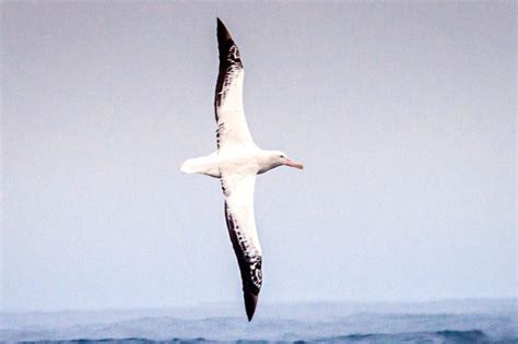 New Research Unlocks Clues About The Iconic Flight Of The Wandering Albatross Woods Hole