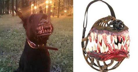 Make Your Dog Look Scary In Seconds With A Terrifying Muzzle Dog