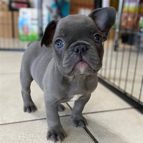 Blue French Bulldog For Saleblue French Bulldog Puppies For Sale