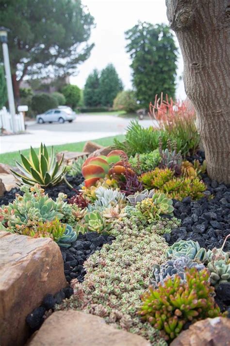 We did not find results for: Pin by Lora Weinstock on Garden Dreams | Succulent ...