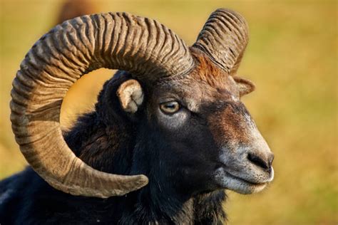 Mouflon Ram Stock Photos Pictures And Royalty Free Images Istock
