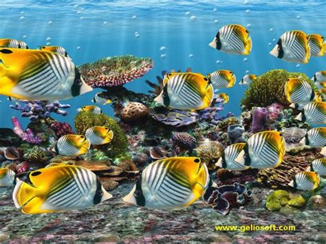 49 Moving Fish Aquarium Wallpaper On Wallpapersafari