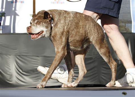 Deformed Mutt Is Crowned Worlds Ugliest Dog Breitbart