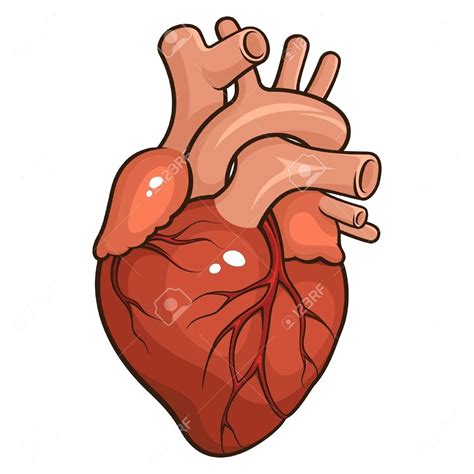Simple Human Heart Drawing