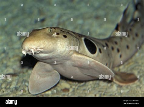 Epaulette Shark Hemiscyllium Ocellatum Stock Photo Alamy