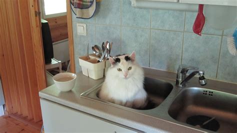 Thunder loved all 4 flavors. 14 Cats Who Tried To Help You Cook