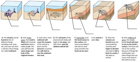 How A Fossil Is Formed Diagram Quizlet