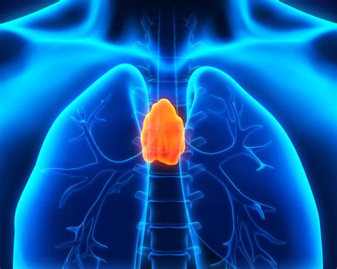 The Role The Thymus Gland Plays In Immune Health Alternative Health