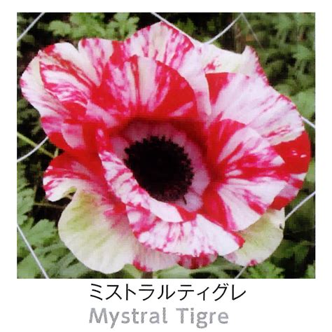 Download クッションカバー アネモネ のご紹介 Images For Free