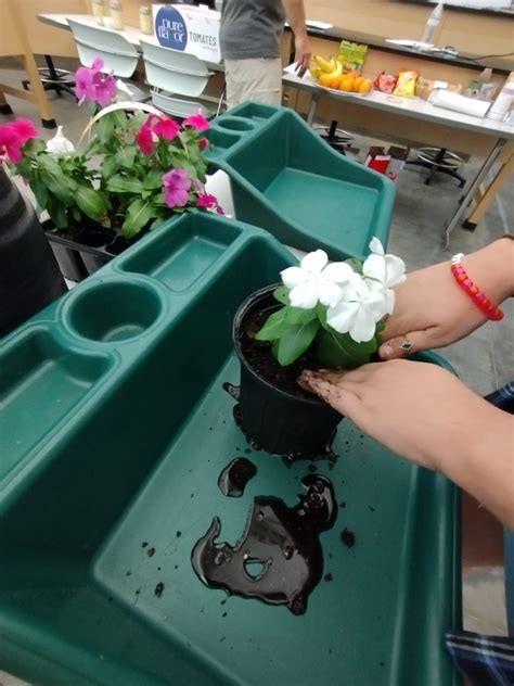 Horticultural Therapy Certificate Program Department Of Plant Sciences