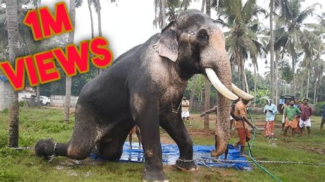 Royal Bath Of Asias Largest Elephant Full Video Youtube