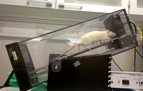 Exercising Rats Help Researche Image Eurekalert Science News Releases