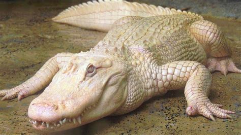 Rare Albino Alligator Finds Tranquility In Safe Space Youtube