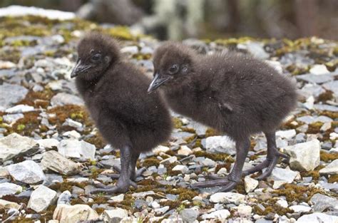 Western Weka Chicks New Zealand Birds Online