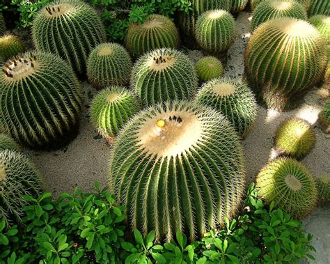 Yans Bonsai How To Grow Cactus
