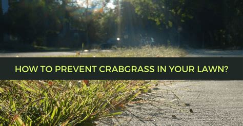 How To Prevent Crabgrass In Your Lawn Blog Quiet Lawn Llc