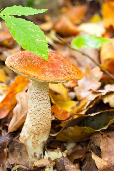 Edible Forest Mushroom Orange Cap Boletus Leccinum Aurantiacum Grow
