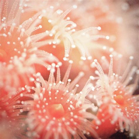 Pink Sea Anemone Underwater Art Baby Nursery Art Fine Art America