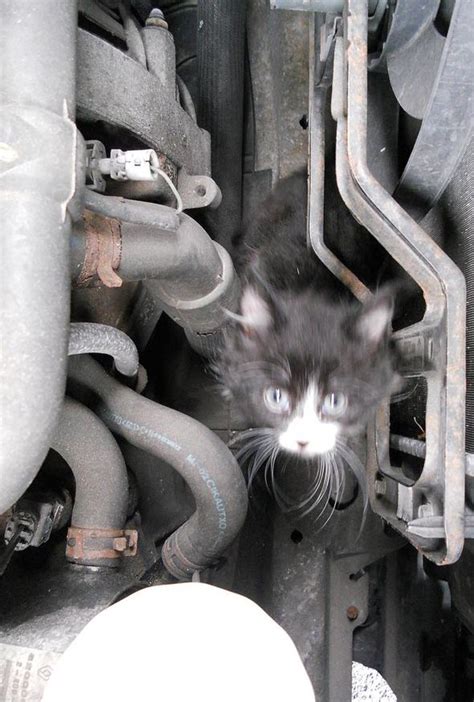 Uks Luckiest Cat Survives Four Mile Trip In Car Engine Weird News Uk