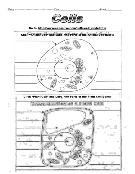 Plant Cell Worksheets To Label