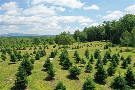 Absolutely love it here, the people who run the complex are so so friendly. Anderson Hill Tree Farm LLC - Christmas Trees, Walking ...