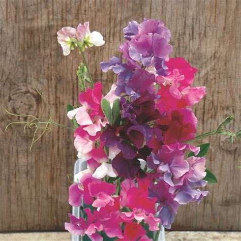 Sweet Pea Seeds Melody Mix Suttons