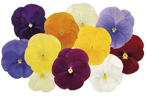 Pansy Matrix Clear Spring Mix F1 Justseed