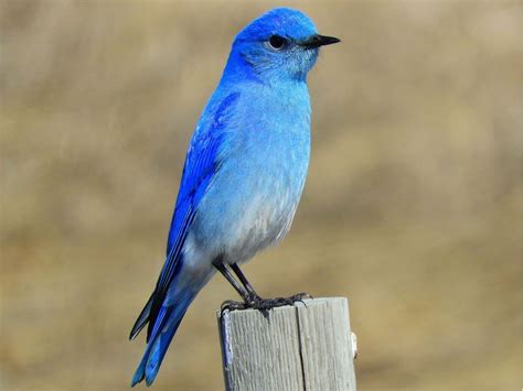 A New Generation Finds The Bluebird Of Happiness Calgary Herald