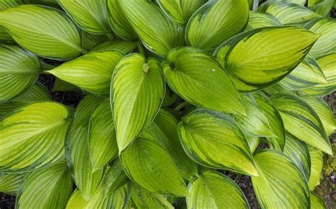 Maybe you would like to learn more about one of these? Zielono Zakręceni: Funkia (Hosta) June Fever (1/1)