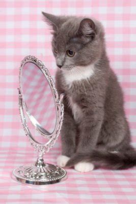 Throughout the years when cats have been closely associated with humans, selective breeding has accentuated certain color patterns and physical features. Cat Sexual Behavior ...mating seasons, estrus (heat) time ...