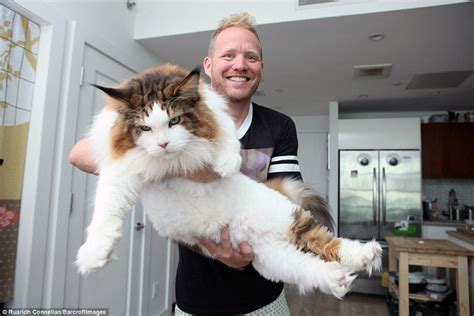 Daily Mail Us On Twitter Meet Samsonthe Biggest Cat In Nyc Who