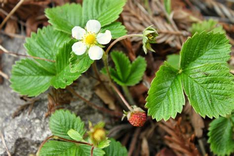 Wild Strawberries Growing At Loma Mar Vacation Cottage