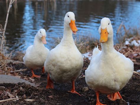 Generally the khaki campbell duck hen will lay its first egg at 20 weeks of age. CoppiceGARDEN Ducks. It's time for Dinner! ご飯の時間だよー | Pet ...