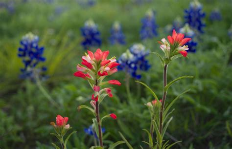 Photo Gallery Texas Wildflowers