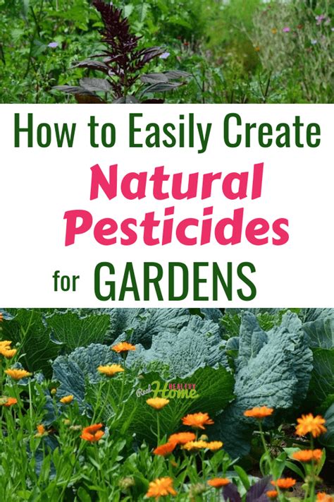 How To Create 9 Easy Natural Pesticides For Gardens Natural