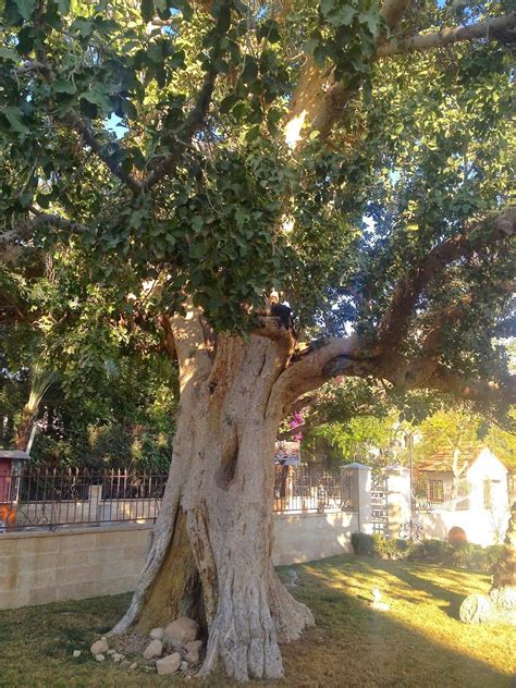 A Sycamore Tree In Jericho Holy Land Israel Pinterest Israel