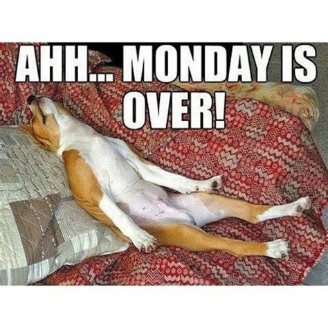 We Survived Monday Everyone Bring On Tuesday Basenji Dogs Funny