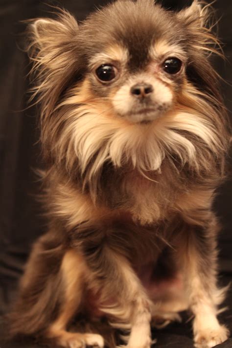 Long Haired Applehead Teacup Chihuahua Pets Lovers