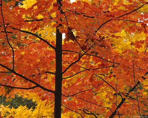 76 Fall Foliage Wallpaper For Desktop On Wallpapersafari