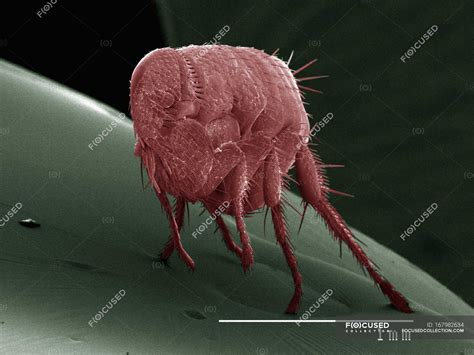 Coloured Scanning Electron Micrograph Of Flea — Scanning Electron
