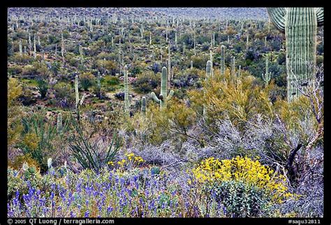 Picturephoto Sonoran Desert In Bloom Tucson Mountain District