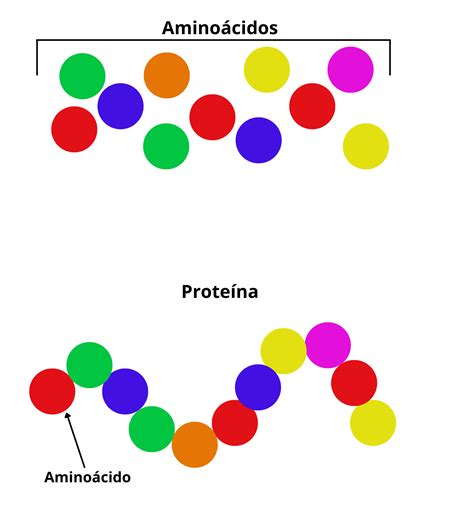 Proteínas Cosas Que Deberías Conocer Ibions
