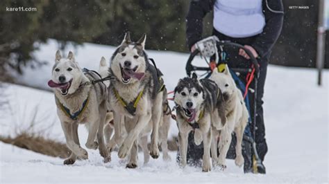 The Ins And Outs Of Sled Dog Racing
