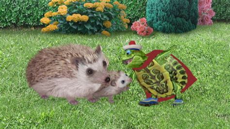 Watch Wonder Pets Season 1 Episode 15 Save The Hedgehogsave The