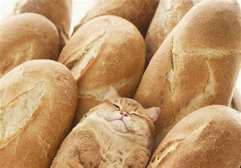 Cat In Bread Loaves Baby Animals Funny Funny Animal Pictures Cute