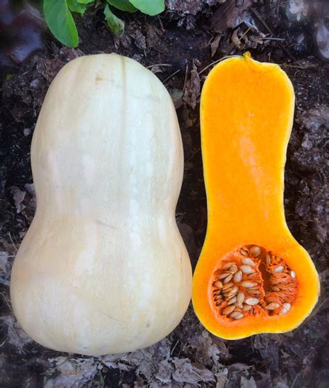 Butternut Winter Squash Best Tasting Most Popular Heirloom Etsy