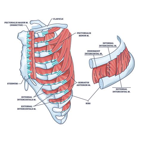 Intercostal Muscles Rib Pain Back Pain Chest Pain Back