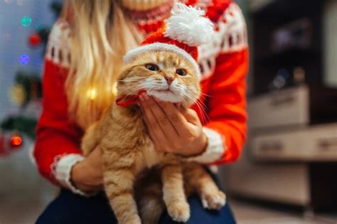 Premium Photo Woman Puts Santa S Hat On Ginger Cat By Christmas Tree