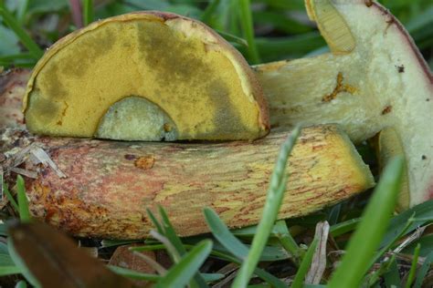 Boletus Bicolor Identifying Mushrooms Wild Mushroom Hunting