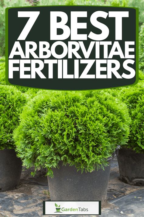 7 Best Arborvitae Fertilizers